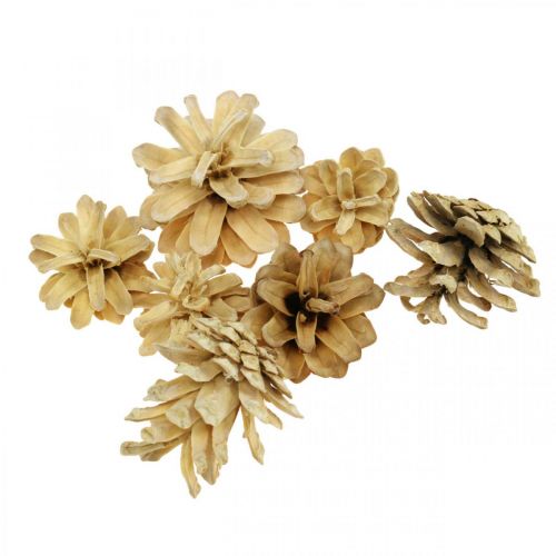 Floristik24 Pinhas de montanha creme pequeno 1kg