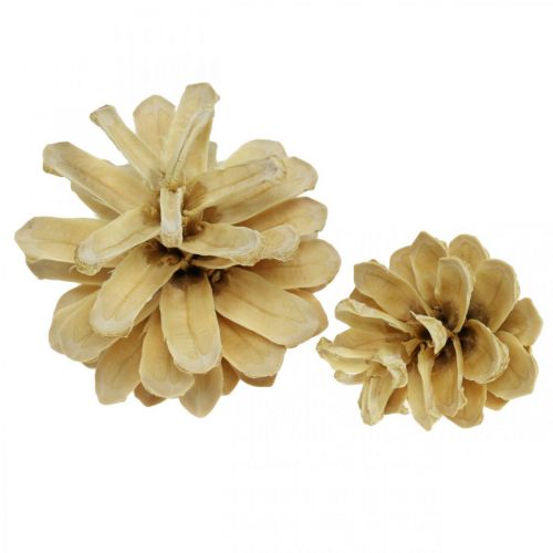 Floristik24 Pinhas de montanha creme pequeno 1kg