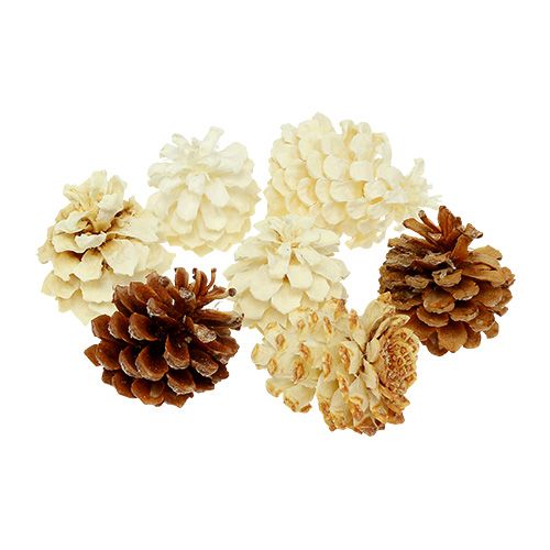 Floristik24 Pinhas de montanha pequenas branqueadas 3.5-5cm 1kg