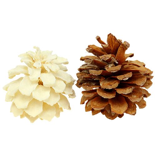 Floristik24 Pinhas de montanha pequenas branqueadas 3.5-5cm 1kg