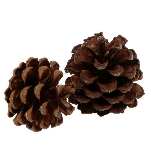 Itens Pinhas de montanha pequenas naturais 1kg
