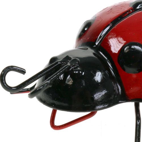 Floristik24 Joaninha 10cm