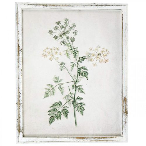 Floristik24 Decoração de parede vintage, foto com moldura de madeira planta seca 40×50cm