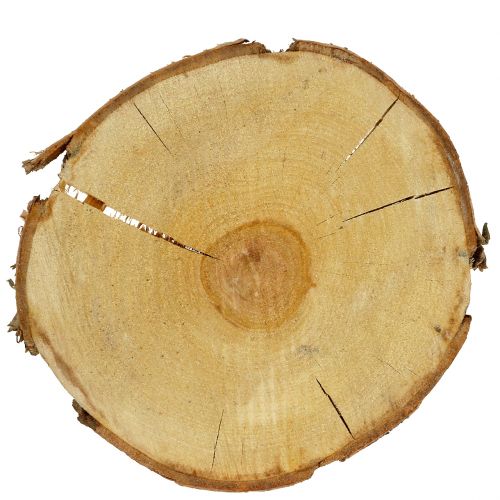 Floristik24 Fatia de bétula natural Ø30cm - 35cm