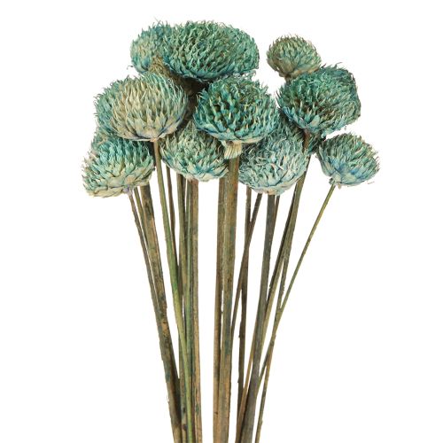 Itens Margarida Preta Flores Secas Tingidas Azul Alt.38-40cm 20 un