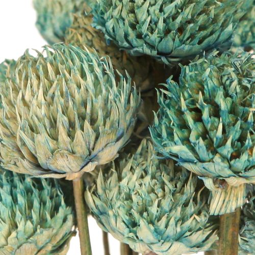 Itens Margarida Preta Flores Secas Tingidas Azul Alt.38-40cm 20 un