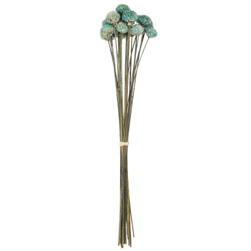 Itens Margarida Preta Flores Secas Tingidas Azul Alt.38-40cm 20 un