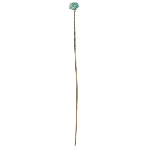 Itens Margarida Preta Flores Secas Tingidas Azul Alt.38-40cm 20 un