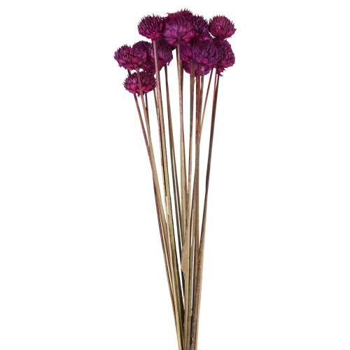 Decoração de flores secas de margarida selvagem violeta Alt.36cm 20 unidades