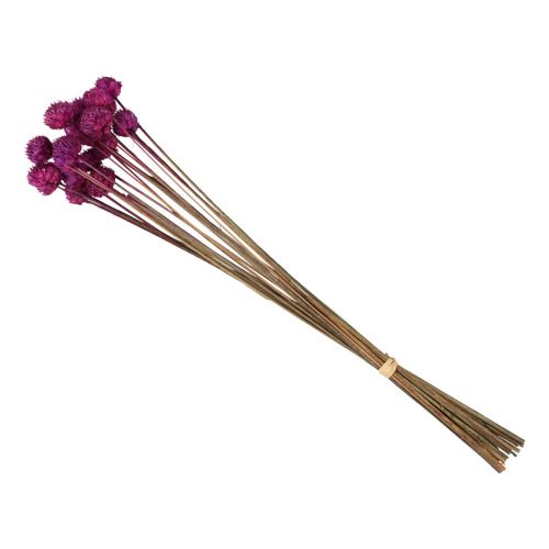 Floristik24 Decoração de flores secas de margarida selvagem violeta Alt.36cm 20 un