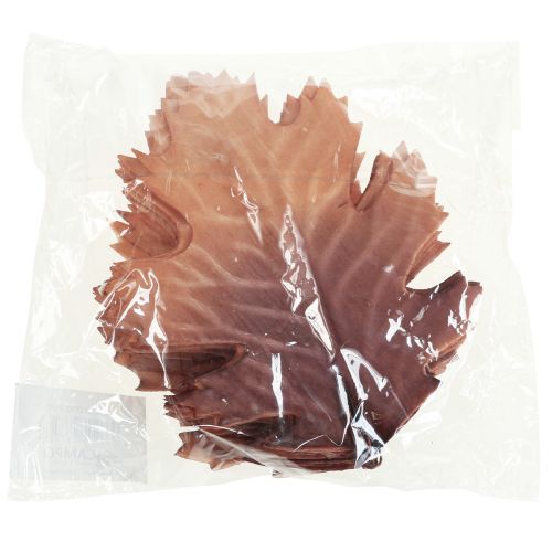 Floristik24 Folhas de outono de carvalho vermelho folhas deco folhas deco 13×19cm 12uds