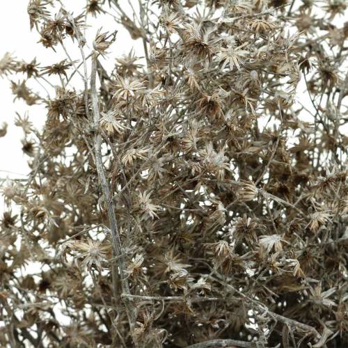 Floristik24 Floricultura seca ramo de flores silvestres lavadas a branco 60cm 100g
