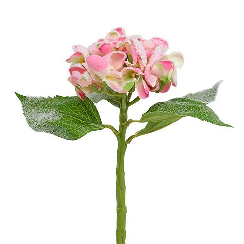 Floristik24 Hortênsia rosa nevada 33cm 4uds