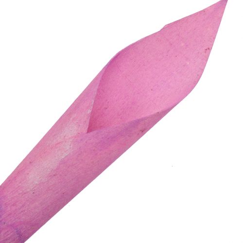 Flor funil charuto calla rosa 18cm - 19cm 12pcs