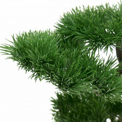 Floristik24 Árvore de bonsai em vaso de cerâmica Pinho japonês Alt.36cm