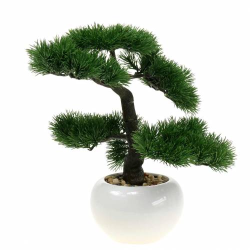 Floristik24 Árvore de bonsai em vaso de cerâmica Pinho japonês Alt.36cm