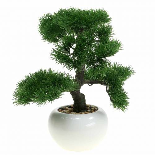 Floristik24 Árvore de bonsai em vaso de cerâmica Pinho japonês Alt.36cm