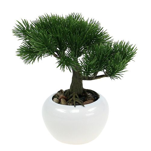 Floristik24 Árvore de bonsai em um vaso 19cm 1p