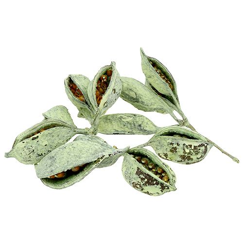 Floristik24 Brachyciton Verde fosco 500g