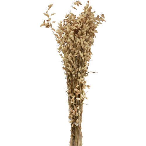 Itens Flor seca grama trêmula natural Briza grama ornamental 60cm 100g