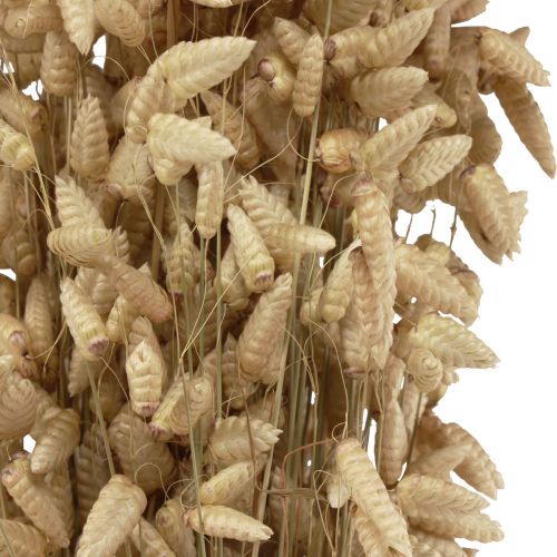 Floristik24 Flor seca grama trêmula natural Briza grama ornamental 60cm 100g