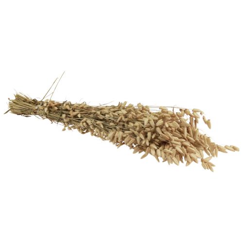 Floristik24 Flor seca grama trêmula natural Briza grama ornamental 60cm 100g