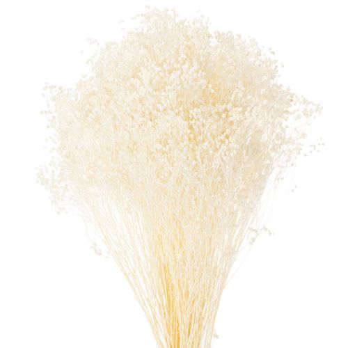 Itens Flores secas branqueadas Broom Bloom, brancas, longa validade, 100g