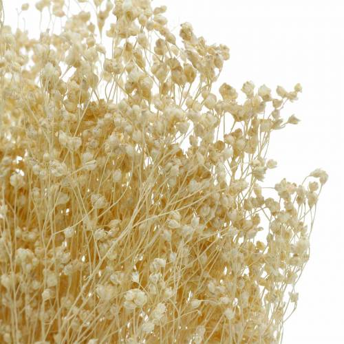 Floristik24 Vassoura de Flores Secas Bloom Branqueada 140g