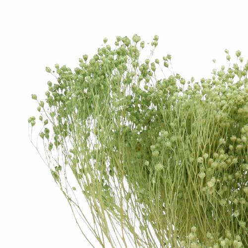 Floristik24 Vassoura Flores Secas Flor Verde Claro 150g