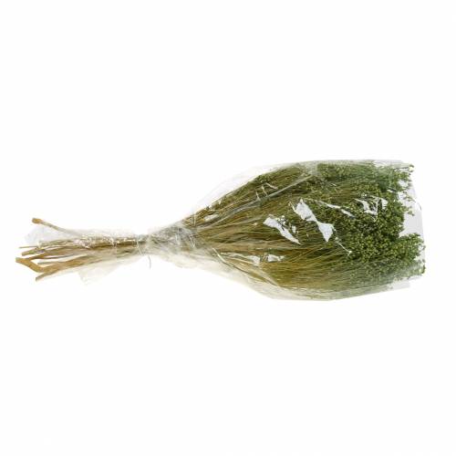 Floristik24 Vassoura Flores Secas Flor Verde Claro 150g