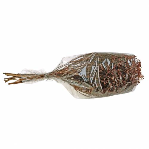 Floristik24 Vassoura Flores Secas Bloom Marrom 170g