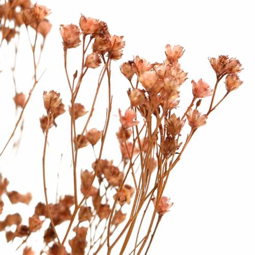 Floristik24 Vassoura Flores Secas Bloom Marrom 170g