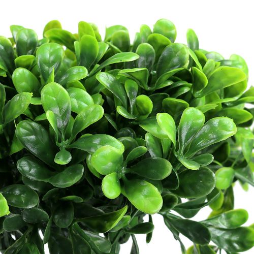 Floristik24 Ramo de buxo verde L20cm 12pcs
