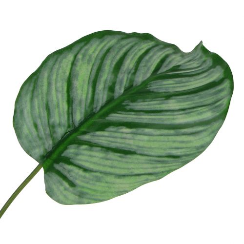 Folha decorativa, folha Calathea 6pcs