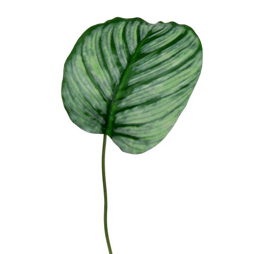 Floristik24 Folha decorativa, folha Calathea 6pcs