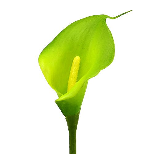 Floristik24 Calla verde artificial 8cm C57cm 12pcs