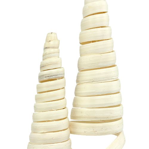 Floristik24 Cone de Cana branqueado 25 unidades