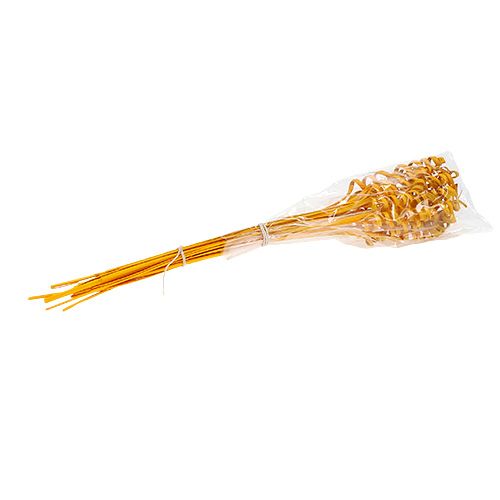 Floristik24 Cana Spring mini amarelo dourado 25 un