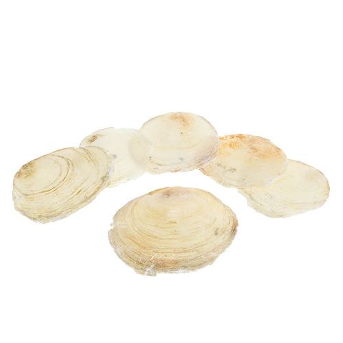 Floristik24 Mexilhão capiz 500g