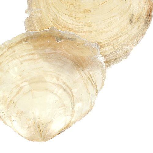 Floristik24 Mexilhão capiz 500g