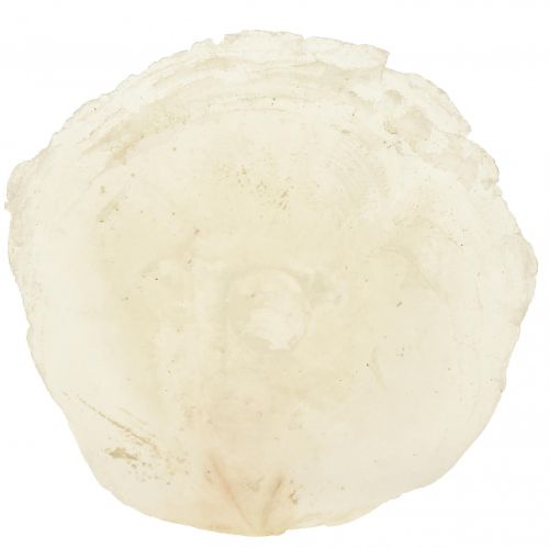 Itens Conchas de Capiz Fatias de Capiz Fatias de madrepérola naturais 7,5–9,5cm 300g