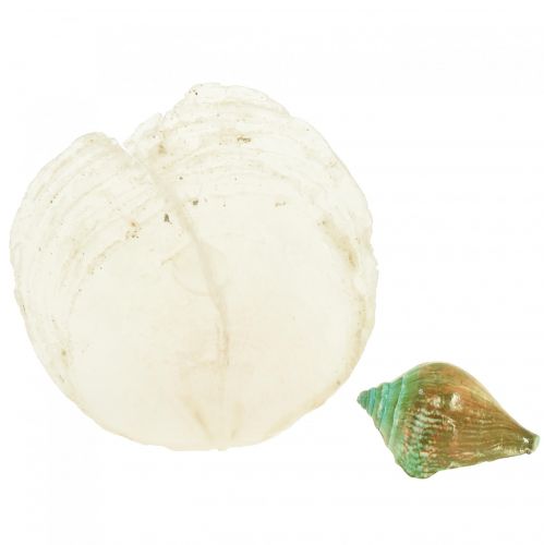 Floristik24 Concha de madrepérola Capiz Fatias de madrepérola Concha de caracol marinho verde 3,5–9,5cm 750g