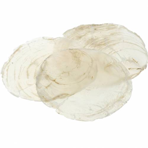 Floristik24 Mexilhão capiz 250g
