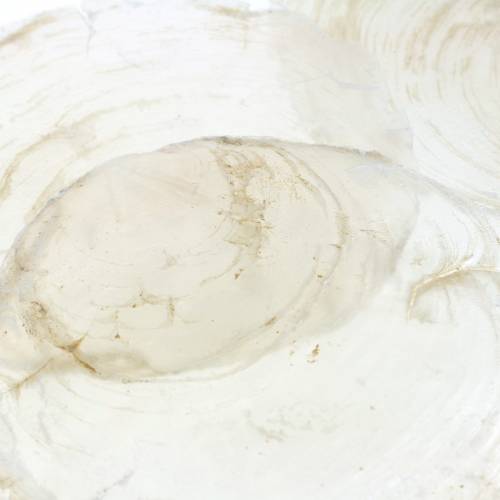 Floristik24 Mexilhão capiz 250g