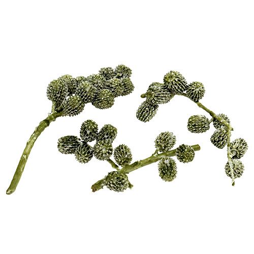 Floristik24 Casuarina cones verdes, encerados 110g