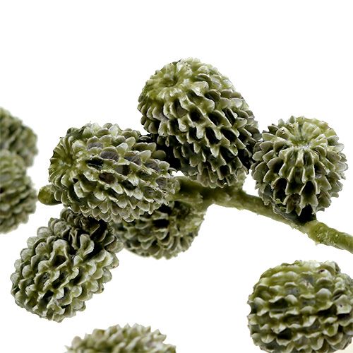 Floristik24 Casuarina cones verdes, encerados 110g