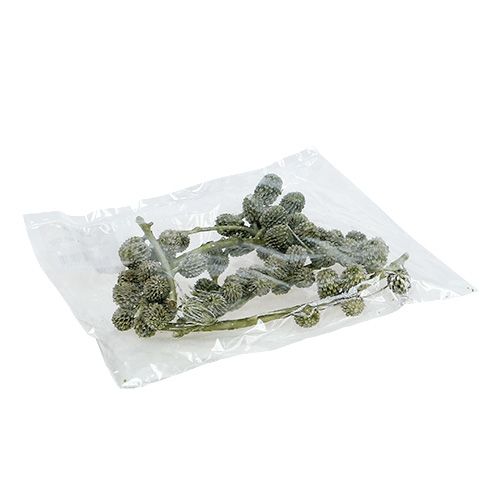 Floristik24 Casuarina cones verdes, encerados 110g