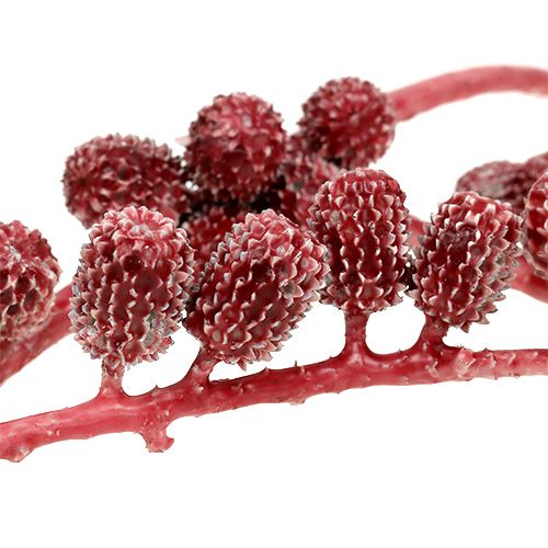 Floristik24 Casurina cones vermelhos, encerados 110g