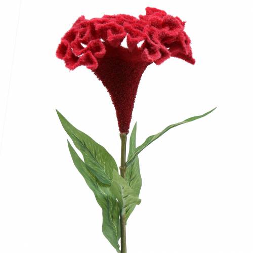 Celosia cristata cockscomb vermelho 72cm