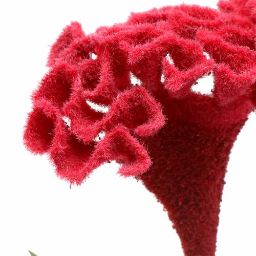 Floristik24 Celosia cristata cockscomb vermelho 72cm